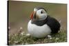 Puffin, Wales, United Kingdom, Europe-Andrew Daview-Stretched Canvas