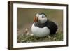 Puffin, Wales, United Kingdom, Europe-Andrew Daview-Framed Photographic Print