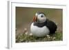 Puffin, Wales, United Kingdom, Europe-Andrew Daview-Framed Photographic Print