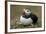 Puffin, Wales, United Kingdom, Europe-Andrew Daview-Framed Photographic Print