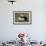 Puffin, Wales, United Kingdom, Europe-Andrew Daview-Framed Photographic Print displayed on a wall