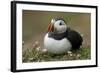 Puffin, Wales, United Kingdom, Europe-Andrew Daview-Framed Photographic Print