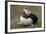 Puffin, Wales, United Kingdom, Europe-Andrew Daview-Framed Photographic Print