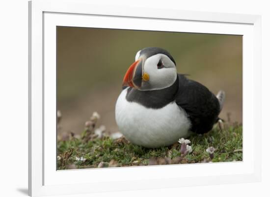 Puffin, Wales, United Kingdom, Europe-Andrew Daview-Framed Photographic Print