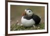 Puffin, Wales, United Kingdom, Europe-Andrew Daview-Framed Photographic Print