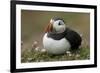 Puffin, Wales, United Kingdom, Europe-Andrew Daview-Framed Photographic Print