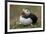 Puffin, Wales, United Kingdom, Europe-Andrew Daview-Framed Photographic Print