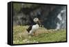 Puffin, Wales, United Kingdom, Europe-Andrew Daview-Framed Stretched Canvas