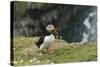 Puffin, Wales, United Kingdom, Europe-Andrew Daview-Stretched Canvas