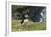 Puffin, Wales, United Kingdom, Europe-Andrew Daview-Framed Photographic Print