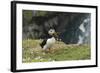 Puffin, Wales, United Kingdom, Europe-Andrew Daview-Framed Photographic Print