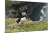 Puffin, Wales, United Kingdom, Europe-Andrew Daview-Mounted Photographic Print