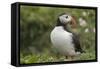 Puffin, Wales, United Kingdom, Europe-Andrew Daview-Framed Stretched Canvas