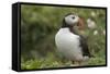 Puffin, Wales, United Kingdom, Europe-Andrew Daview-Framed Stretched Canvas