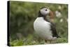 Puffin, Wales, United Kingdom, Europe-Andrew Daview-Stretched Canvas