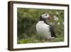 Puffin, Wales, United Kingdom, Europe-Andrew Daview-Framed Photographic Print