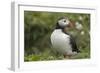 Puffin, Wales, United Kingdom, Europe-Andrew Daview-Framed Photographic Print