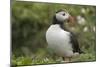 Puffin, Wales, United Kingdom, Europe-Andrew Daview-Mounted Photographic Print