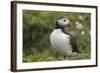 Puffin, Wales, United Kingdom, Europe-Andrew Daview-Framed Photographic Print