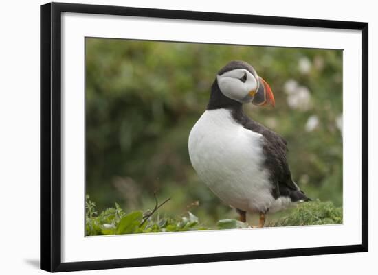 Puffin, Wales, United Kingdom, Europe-Andrew Daview-Framed Photographic Print