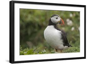 Puffin, Wales, United Kingdom, Europe-Andrew Daview-Framed Photographic Print