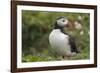 Puffin, Wales, United Kingdom, Europe-Andrew Daview-Framed Photographic Print