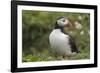 Puffin, Wales, United Kingdom, Europe-Andrew Daview-Framed Photographic Print