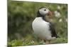 Puffin, Wales, United Kingdom, Europe-Andrew Daview-Mounted Photographic Print