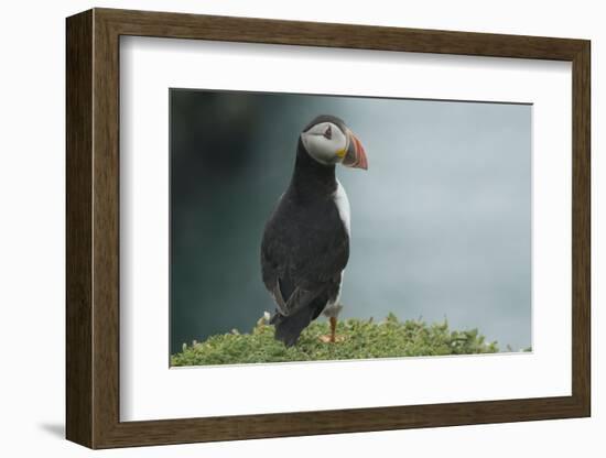 Puffin, Wales, United Kingdom, Europe-Andrew Daview-Framed Photographic Print