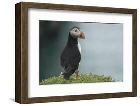 Puffin, Wales, United Kingdom, Europe-Andrew Daview-Framed Photographic Print