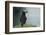 Puffin, Wales, United Kingdom, Europe-Andrew Daview-Framed Photographic Print