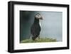 Puffin, Wales, United Kingdom, Europe-Andrew Daview-Framed Photographic Print