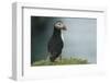 Puffin, Wales, United Kingdom, Europe-Andrew Daview-Framed Photographic Print