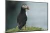 Puffin, Wales, United Kingdom, Europe-Andrew Daview-Mounted Photographic Print