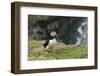 Puffin, Wales, United Kingdom, Europe-Andrew Daview-Framed Photographic Print