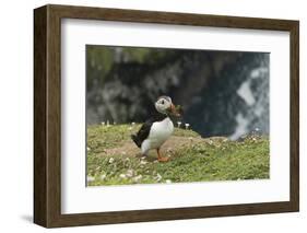 Puffin, Wales, United Kingdom, Europe-Andrew Daview-Framed Photographic Print