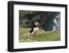 Puffin, Wales, United Kingdom, Europe-Andrew Daview-Framed Photographic Print