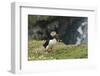 Puffin, Wales, United Kingdom, Europe-Andrew Daview-Framed Photographic Print