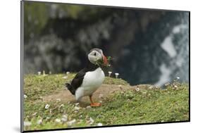 Puffin, Wales, United Kingdom, Europe-Andrew Daview-Mounted Photographic Print