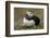 Puffin, Wales, United Kingdom, Europe-Andrew Daview-Framed Photographic Print