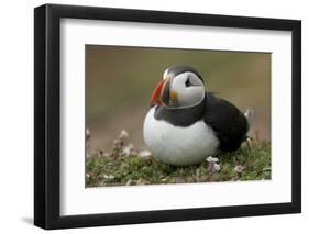 Puffin, Wales, United Kingdom, Europe-Andrew Daview-Framed Photographic Print