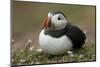 Puffin, Wales, United Kingdom, Europe-Andrew Daview-Mounted Photographic Print