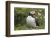 Puffin, Wales, United Kingdom, Europe-Andrew Daview-Framed Photographic Print