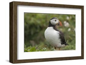 Puffin, Wales, United Kingdom, Europe-Andrew Daview-Framed Photographic Print