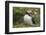 Puffin, Wales, United Kingdom, Europe-Andrew Daview-Framed Photographic Print