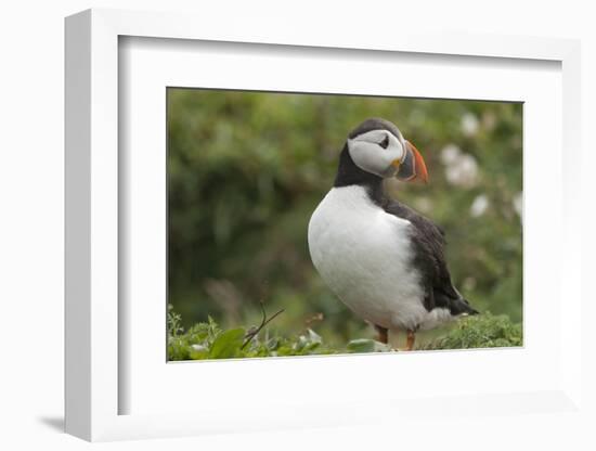 Puffin, Wales, United Kingdom, Europe-Andrew Daview-Framed Photographic Print