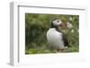 Puffin, Wales, United Kingdom, Europe-Andrew Daview-Framed Photographic Print