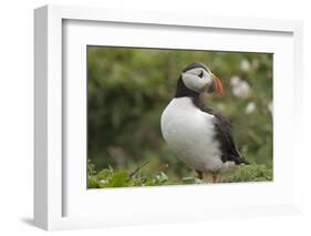 Puffin, Wales, United Kingdom, Europe-Andrew Daview-Framed Photographic Print