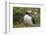 Puffin, Wales, United Kingdom, Europe-Andrew Daview-Framed Photographic Print