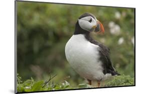 Puffin, Wales, United Kingdom, Europe-Andrew Daview-Mounted Photographic Print